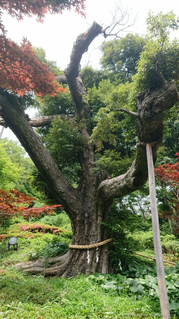 椿山荘　庭園　ご神木