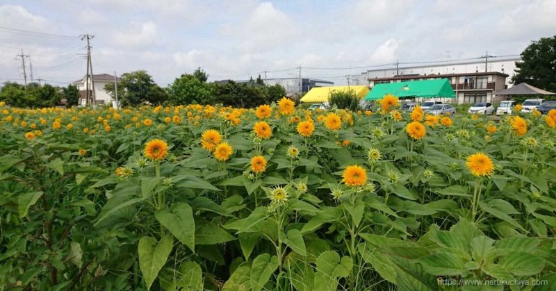 蓮田市ひまわり畑３