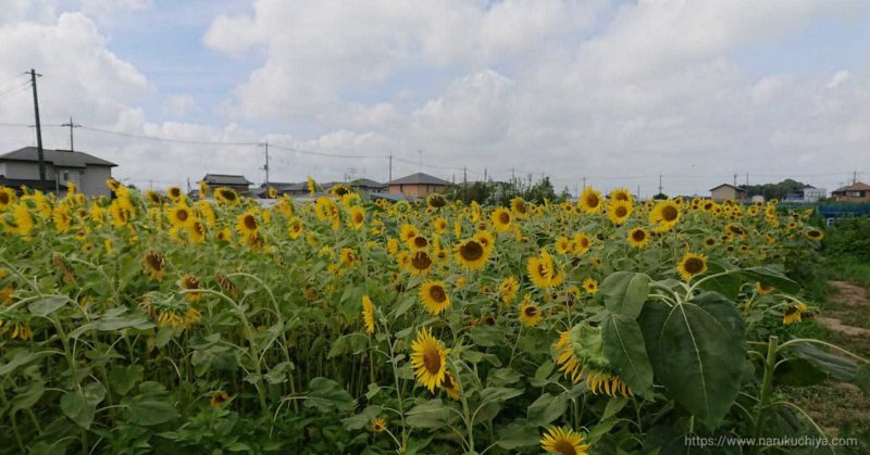 蓮田市ひまわり畑２