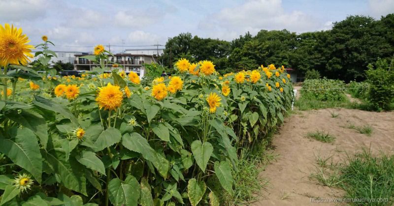 蓮田市ひまわり畑４