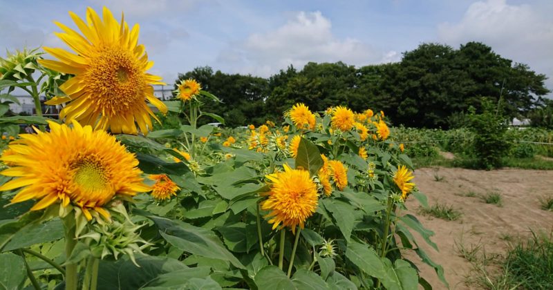 蓮田市ひまわり畑５