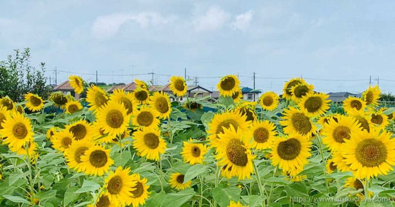 蓮田市ひまわり畑７